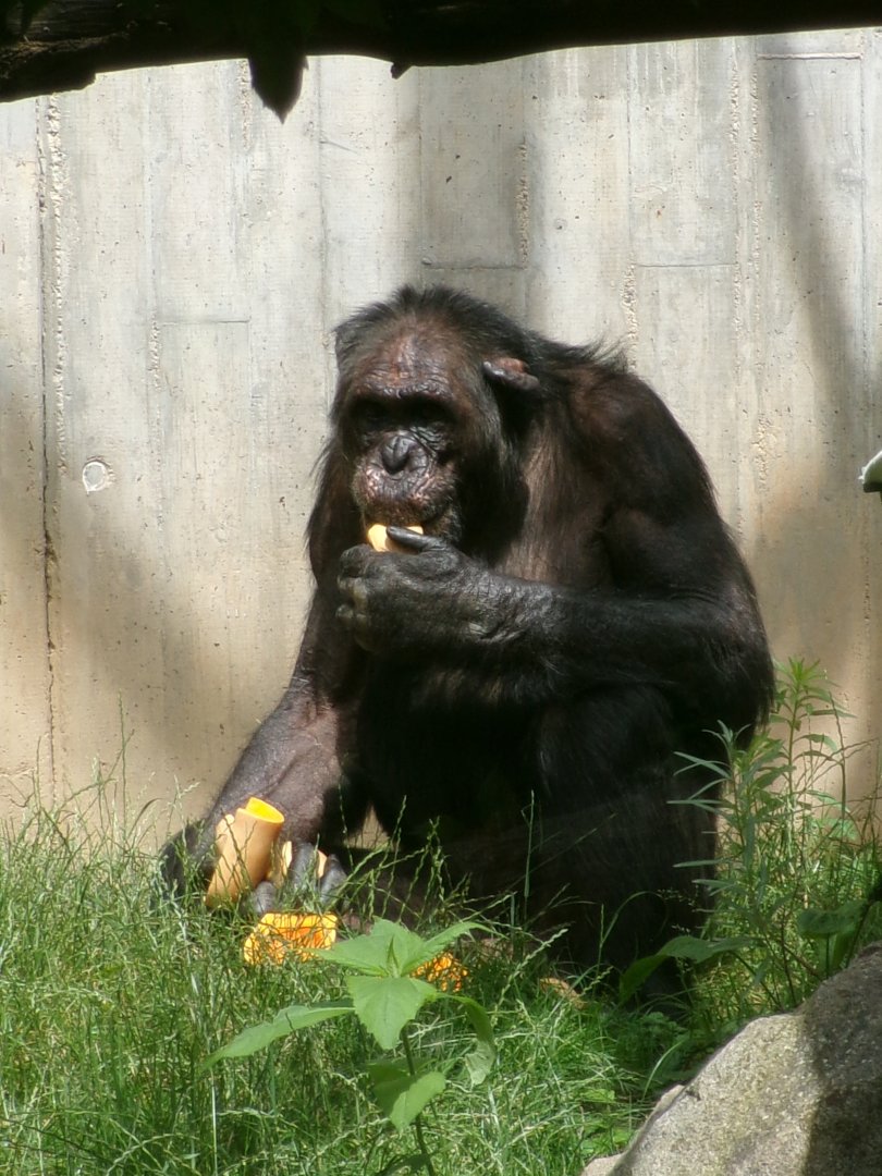 Chimpanzee