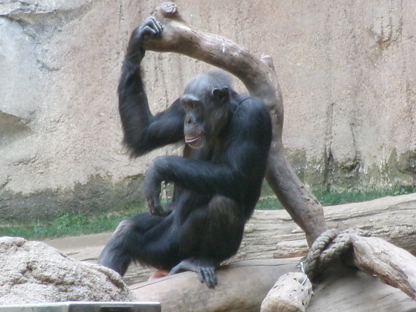 Chimpanzee