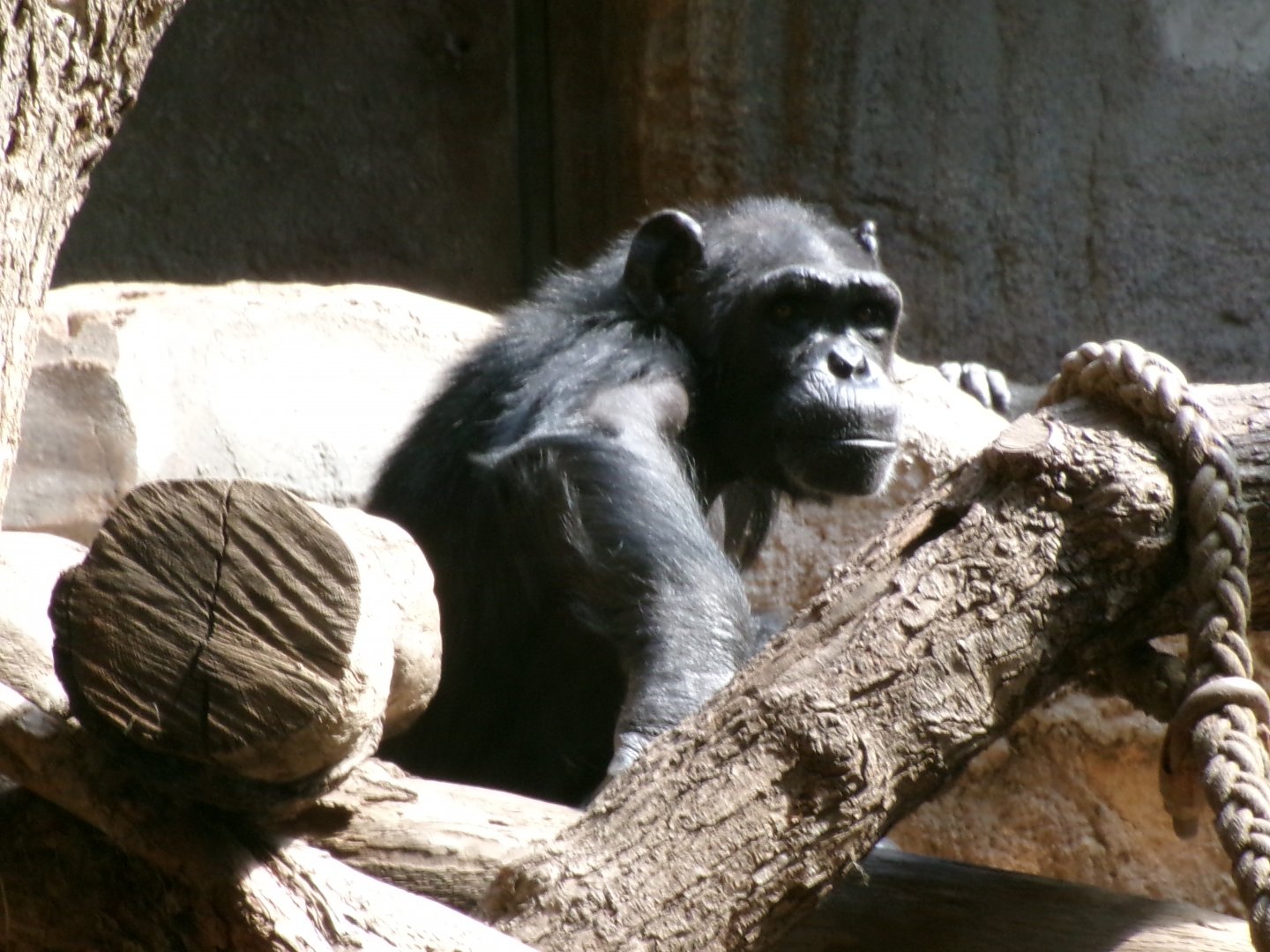 Chimpanzee