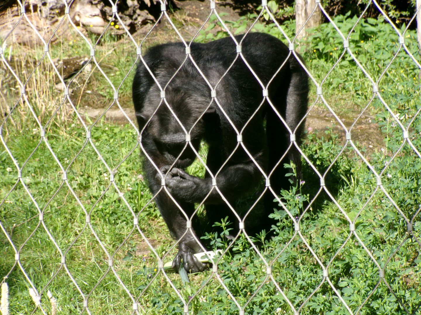 Chimpanzee