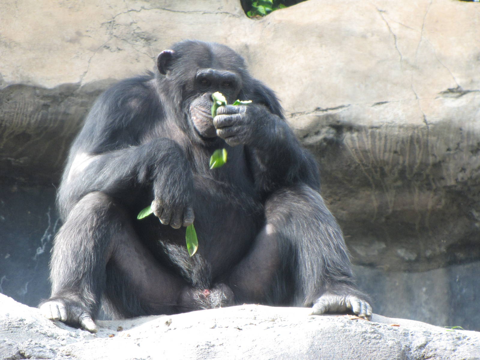 Chimpanzee