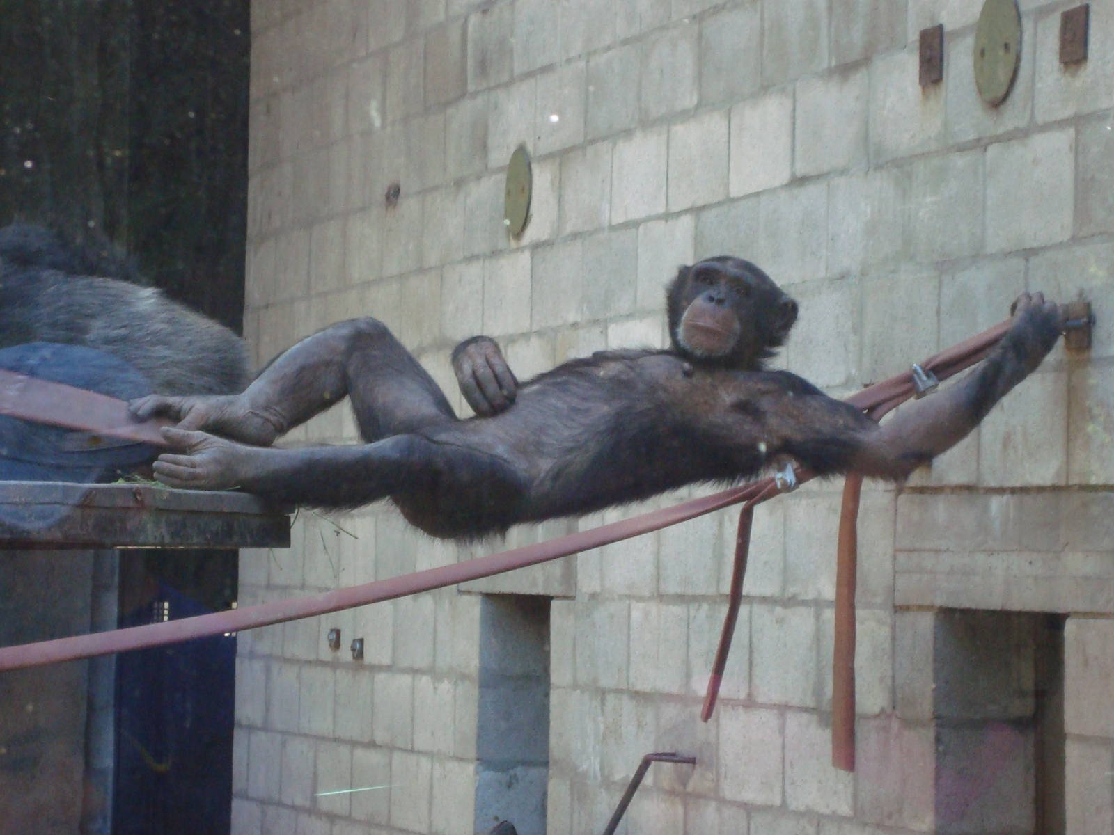 Chimpanzee