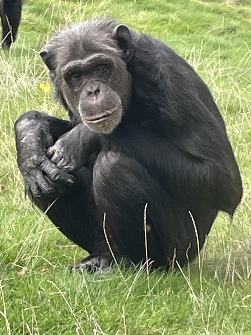 Chimpanzee