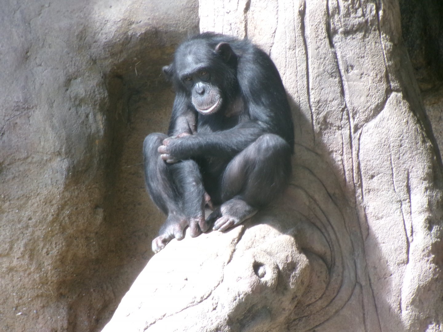 Chimpanzee