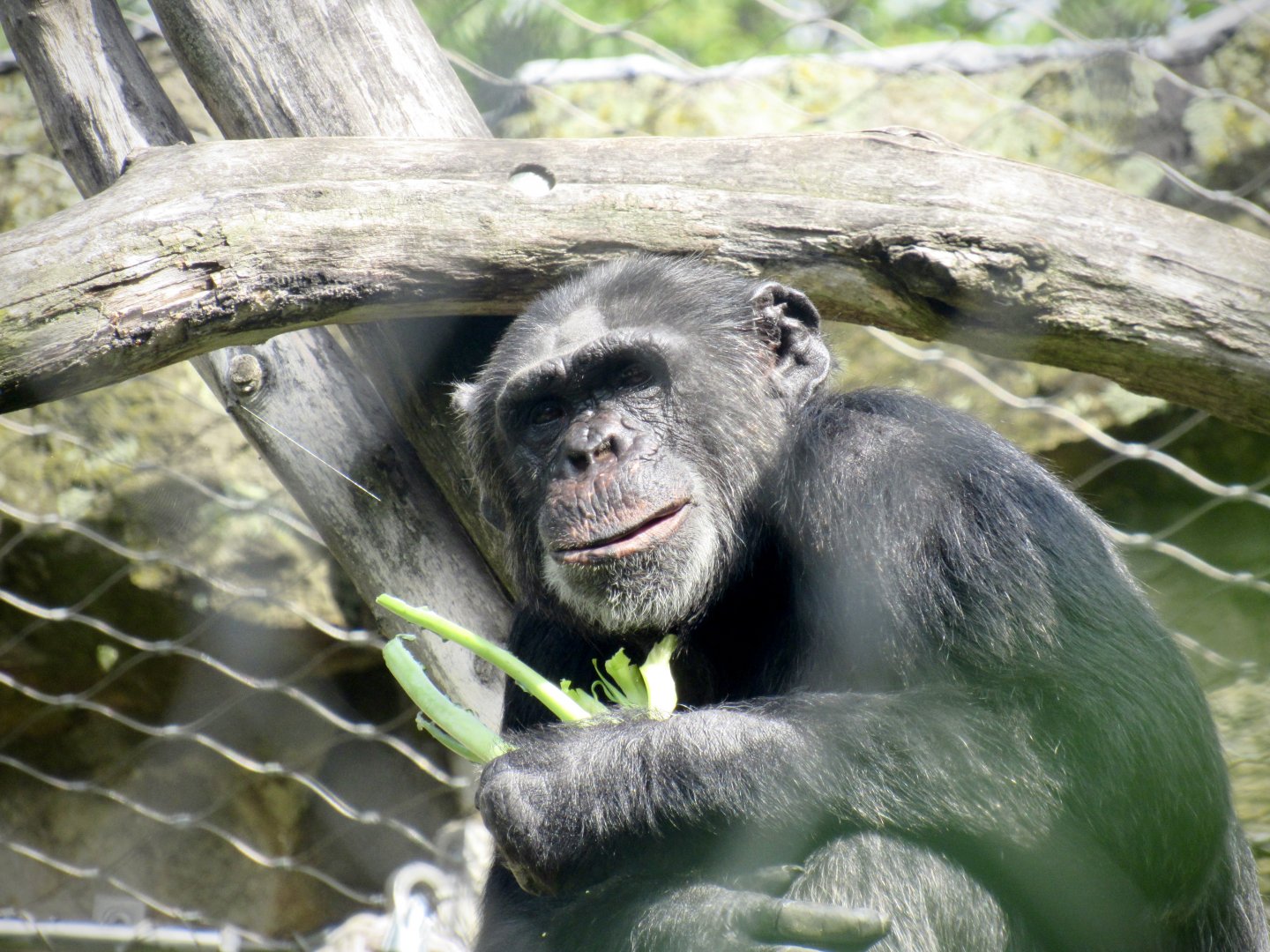 Chimpanzee