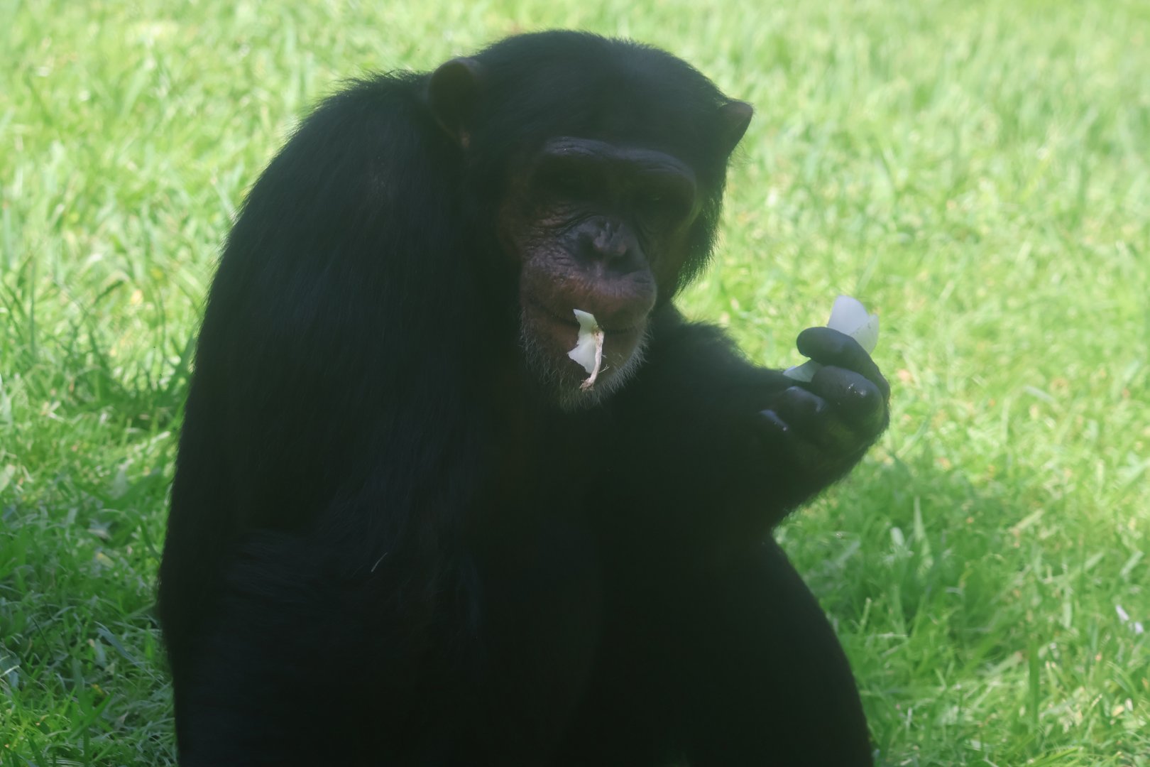 Chimpanzee