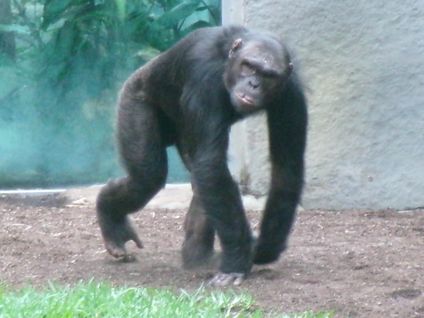 Chimpanzee