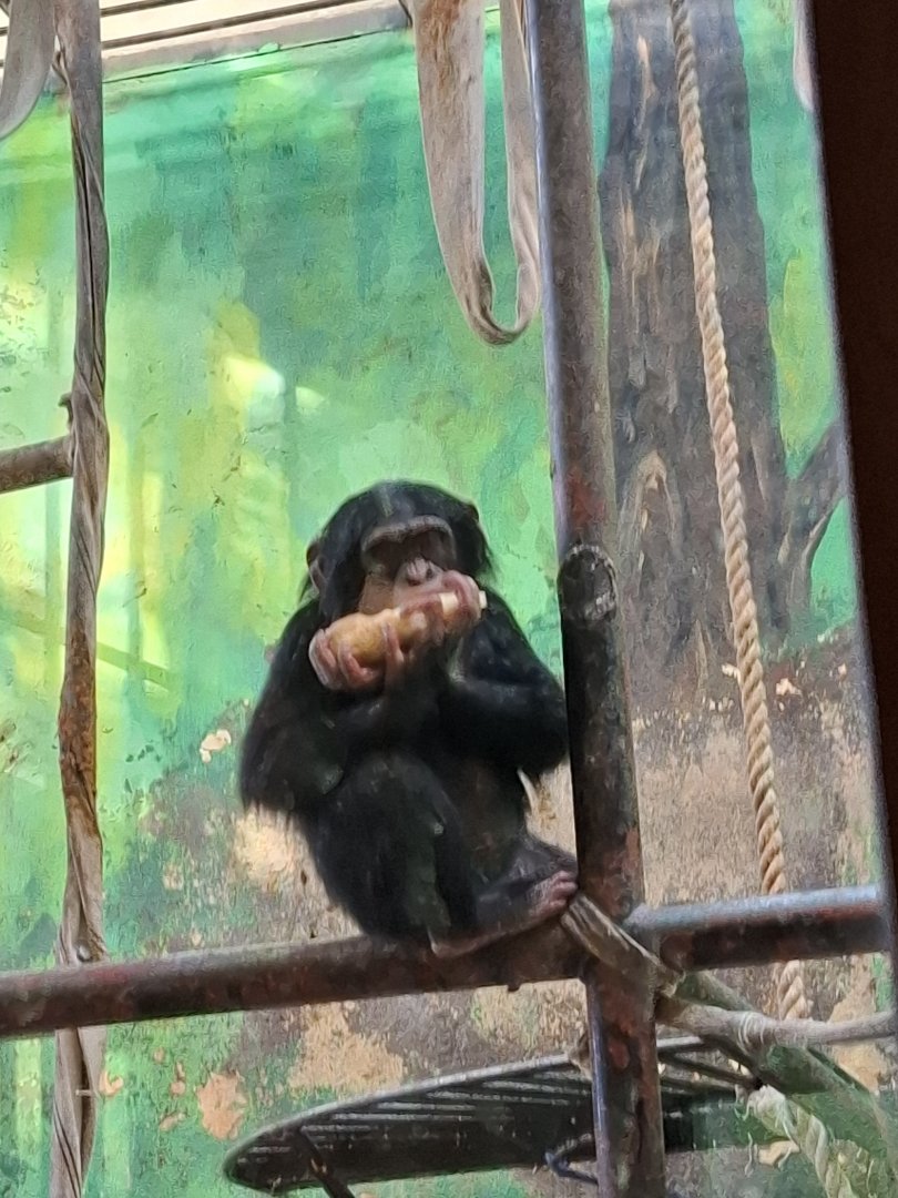 Chimpanzee