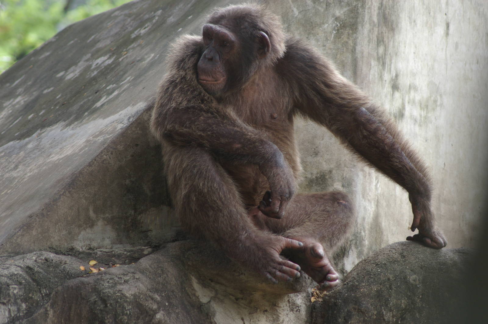 chimpanzee