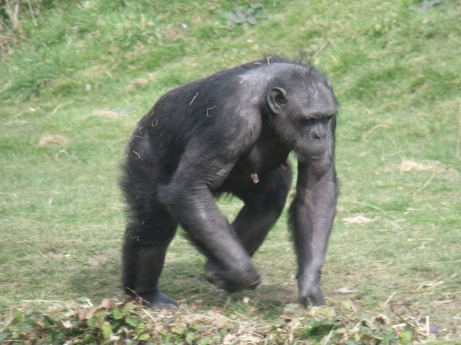 Chimpanzee
