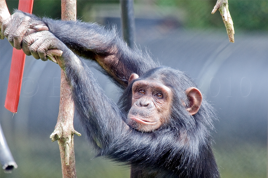 Chimpanzee