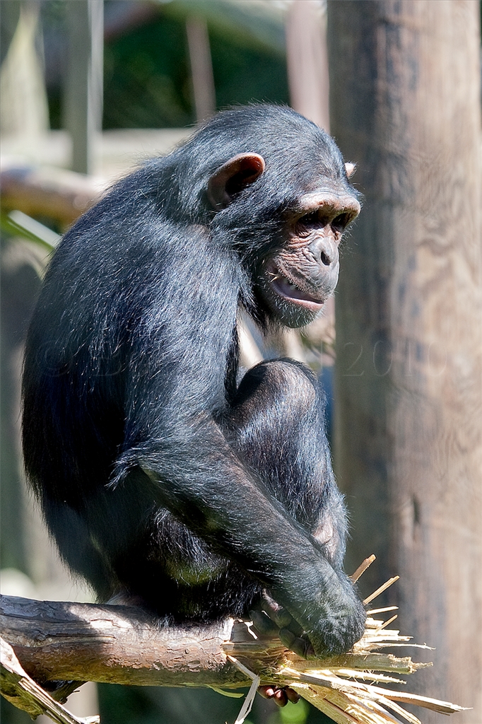 Chimpanzee
