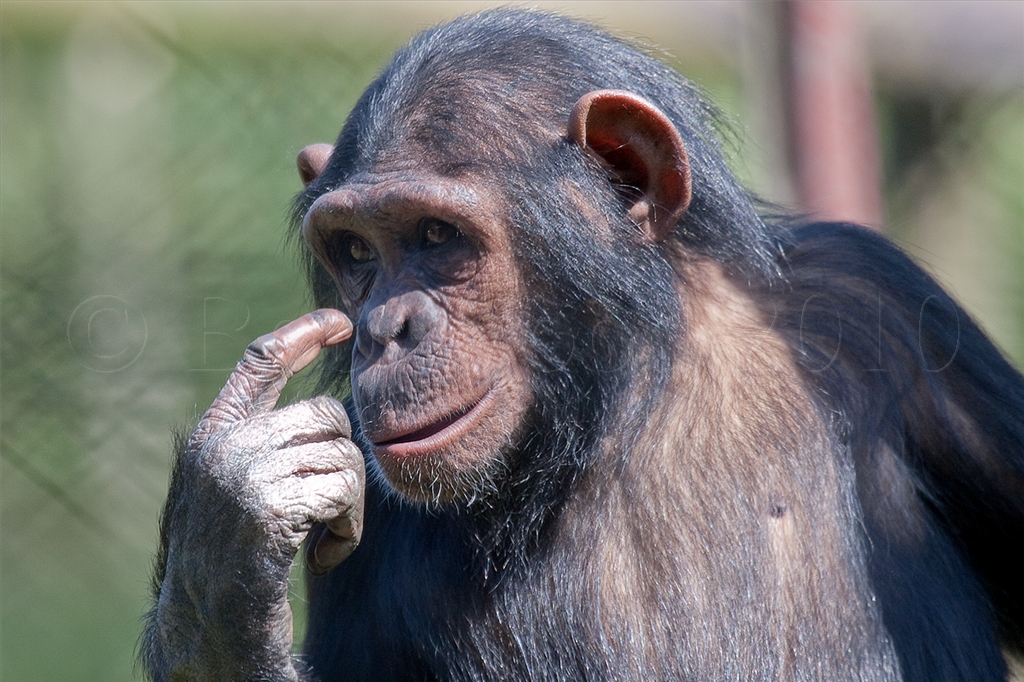 Chimpanzee