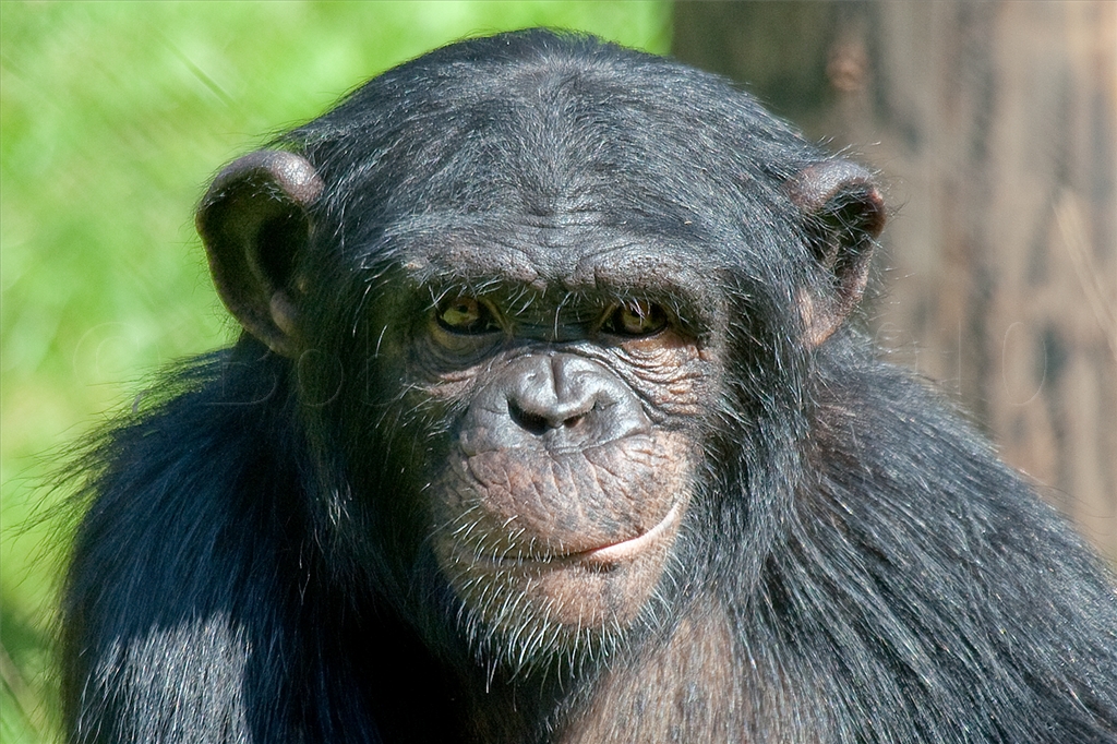 Chimpanzee