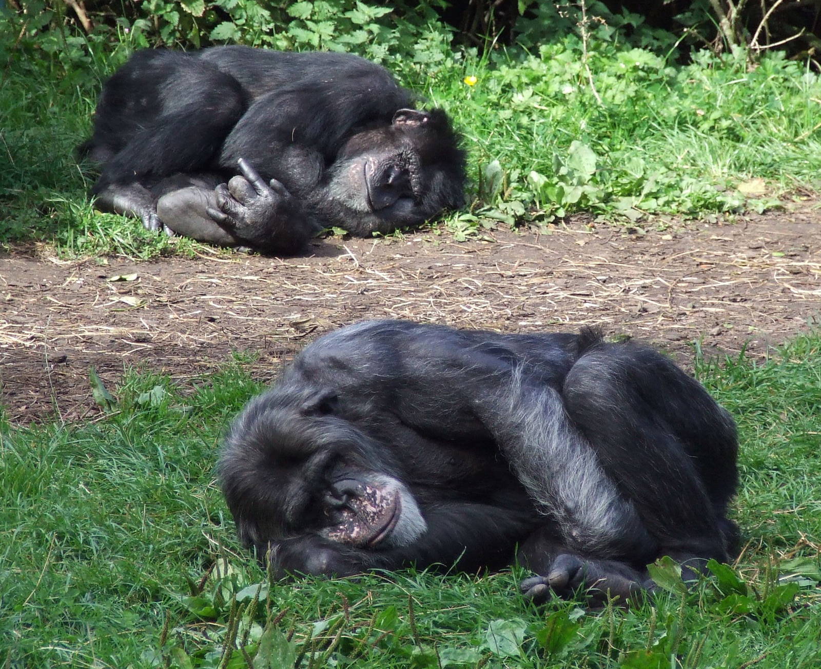 Chimpanzee
