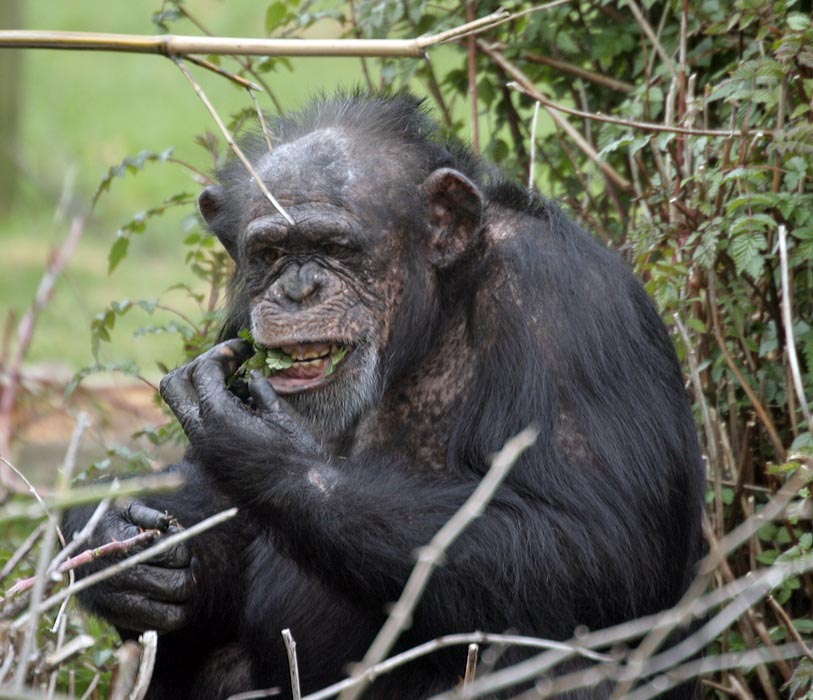 Chimpanzee