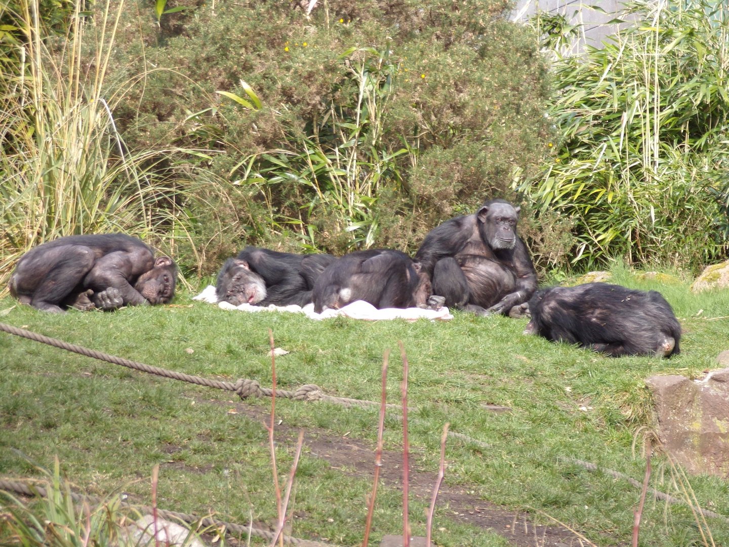 Chimpanzees  11.3.23