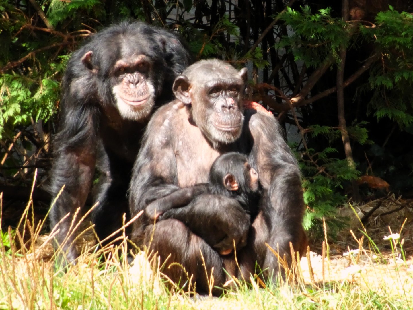 Chimpanzees 13 September 2025