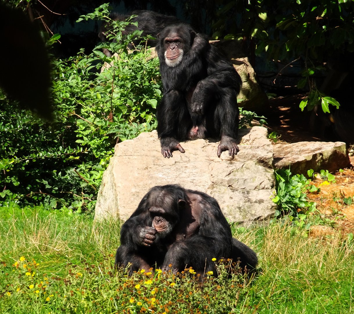 Chimpanzees 13 September 2025
