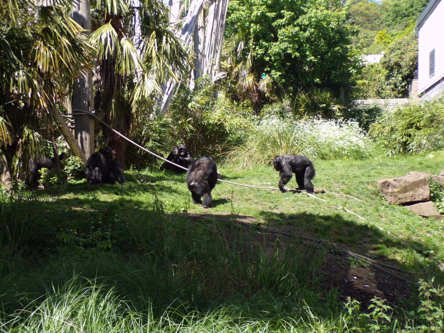 Chimpanzees 20.5.24