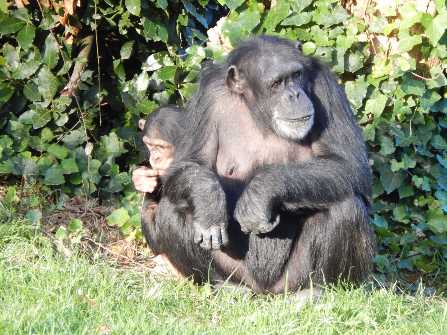 Chimpanzees 241123