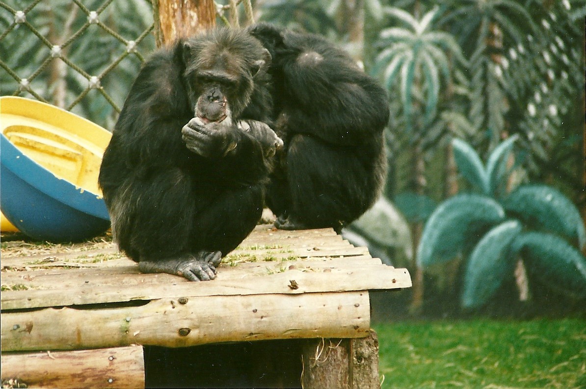 Chimpanzees 25th March 2000