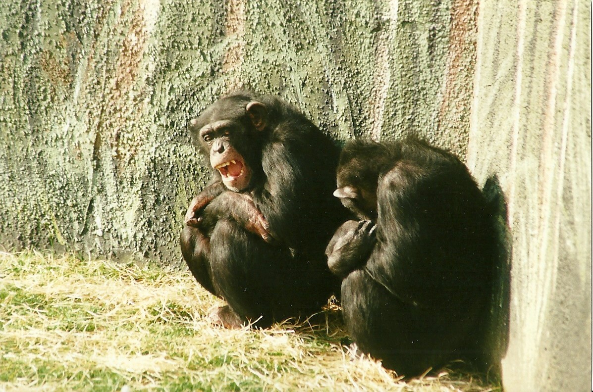 Chimpanzees 26th February 2000