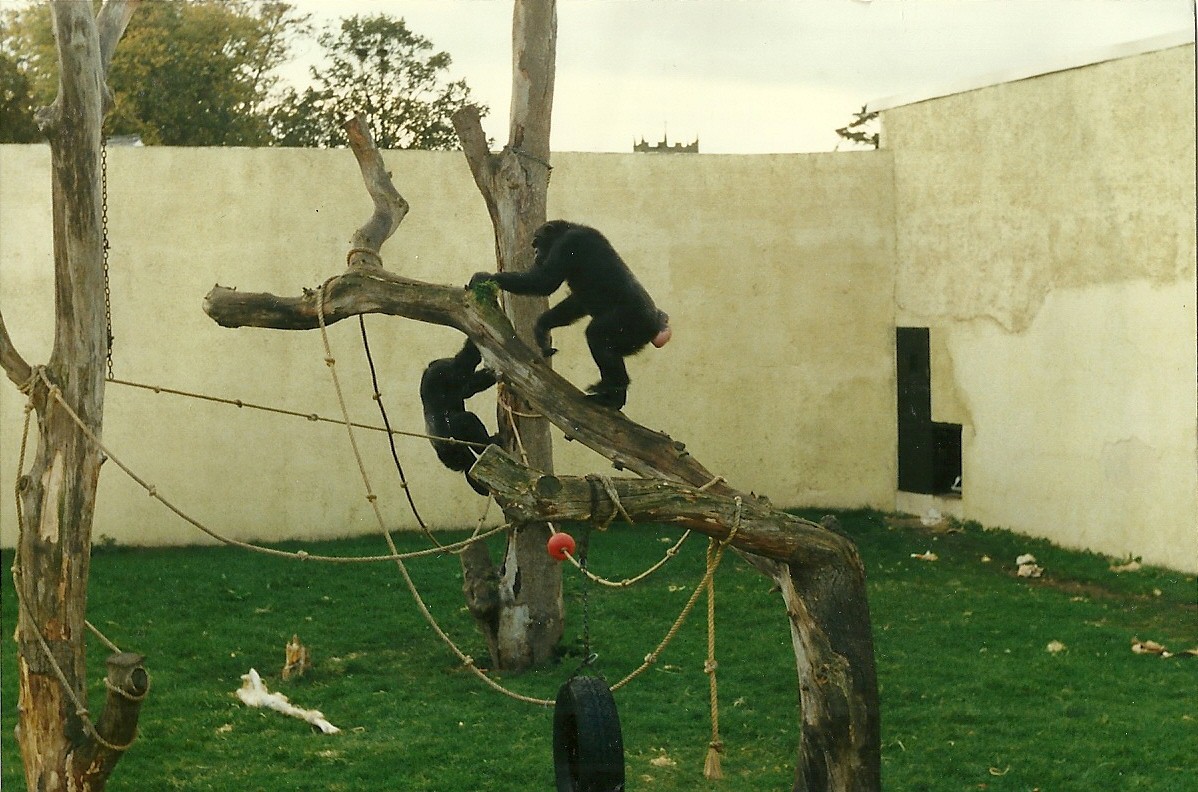 Chimpanzees 26th October 1996