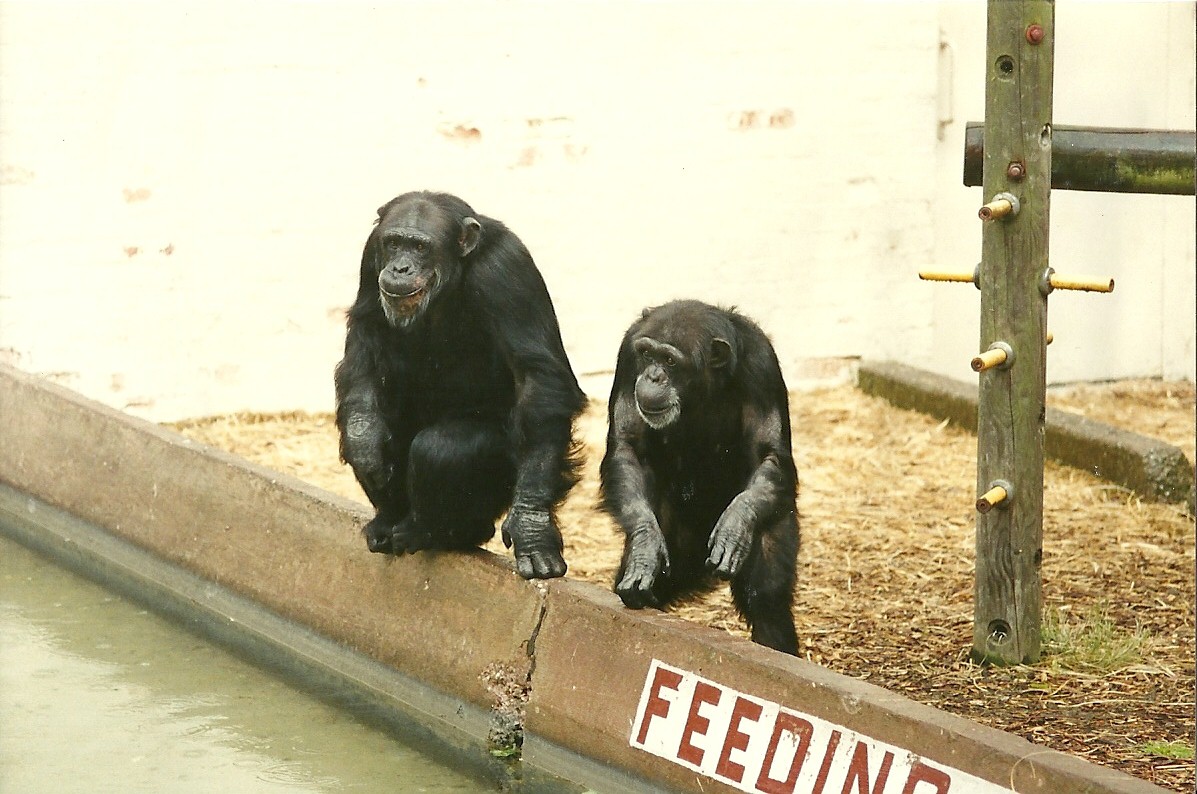 Chimpanzees 4th June 1994