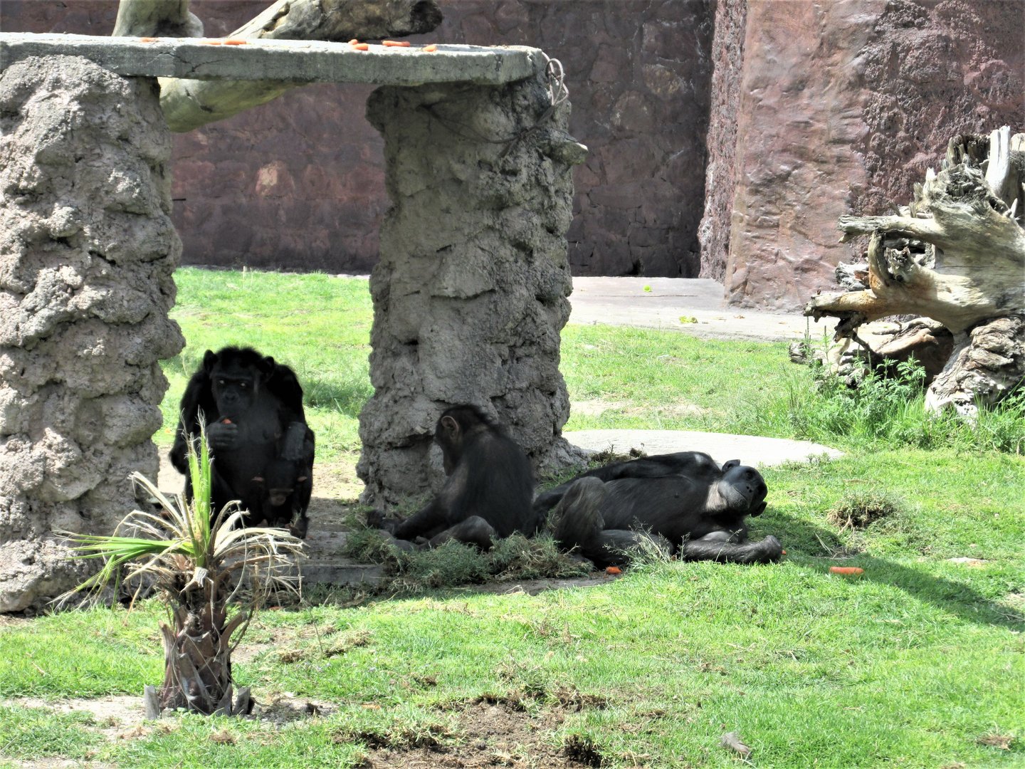 Chimpanzees Africam Safari