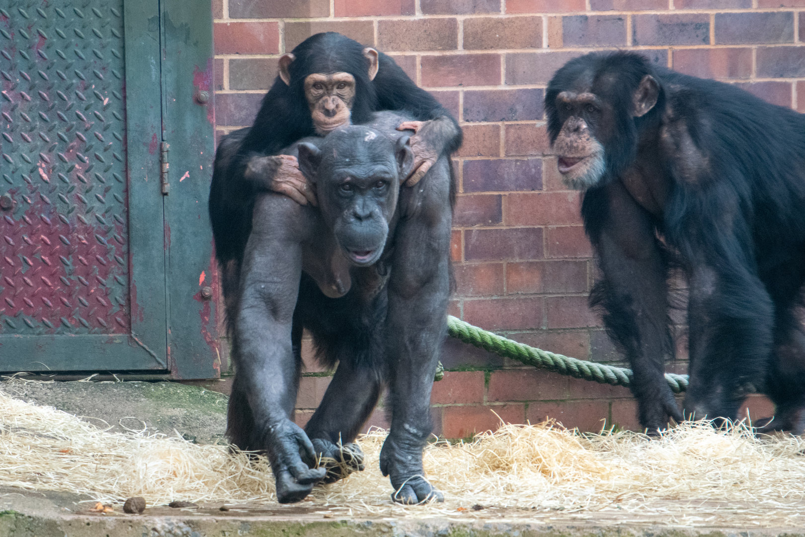 Chimpanzees - Alice Annie Eric