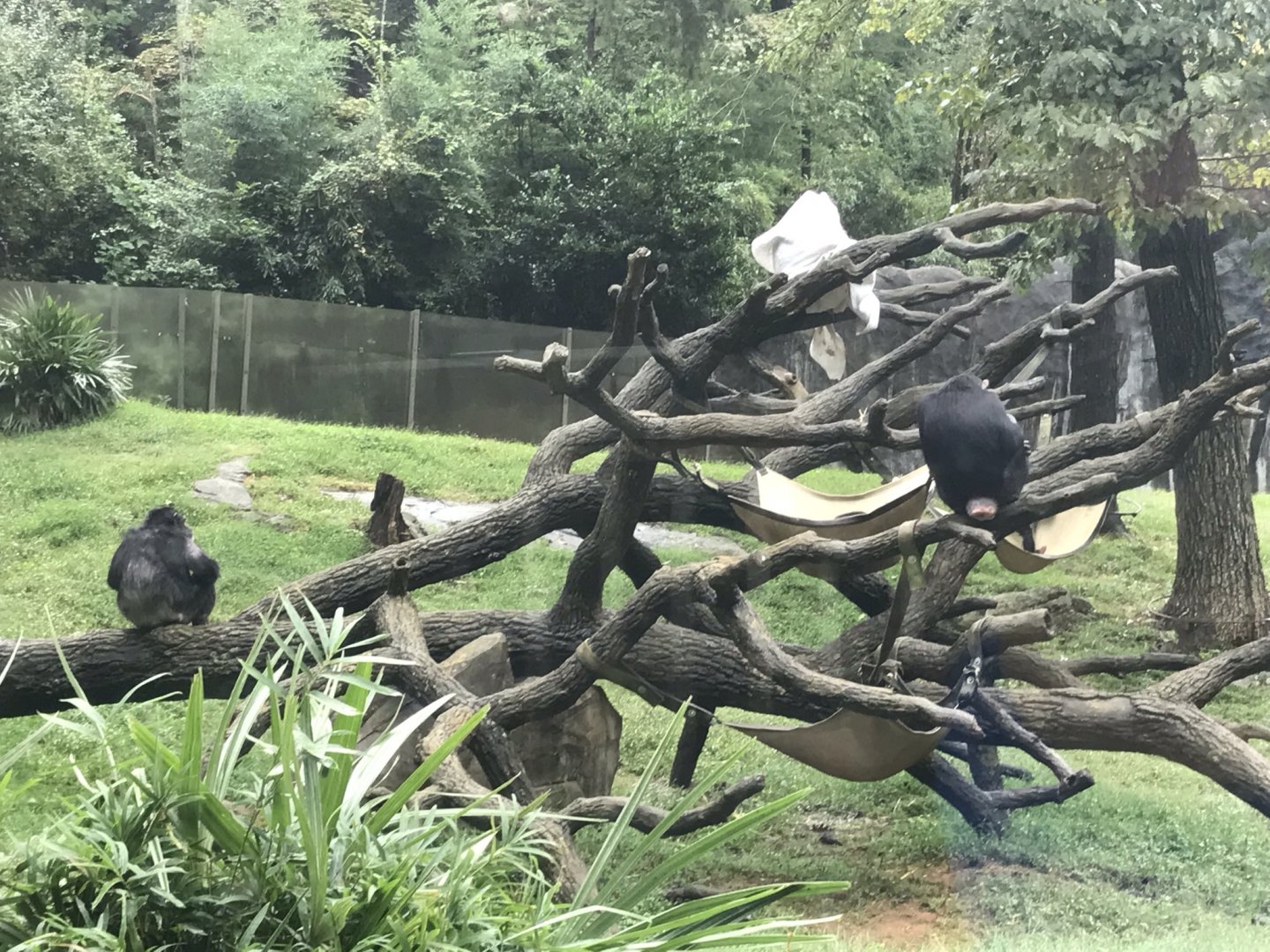 Chimpanzees Amy, Tammy, Nori, Gigi, and Asha