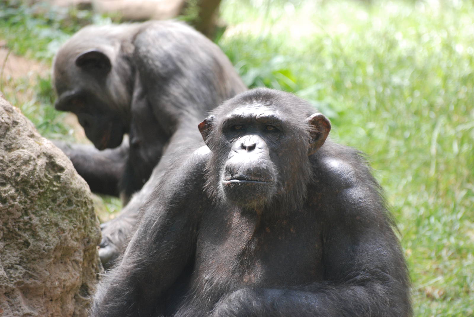 Chimpanzees at Barcelona, 30/05/11