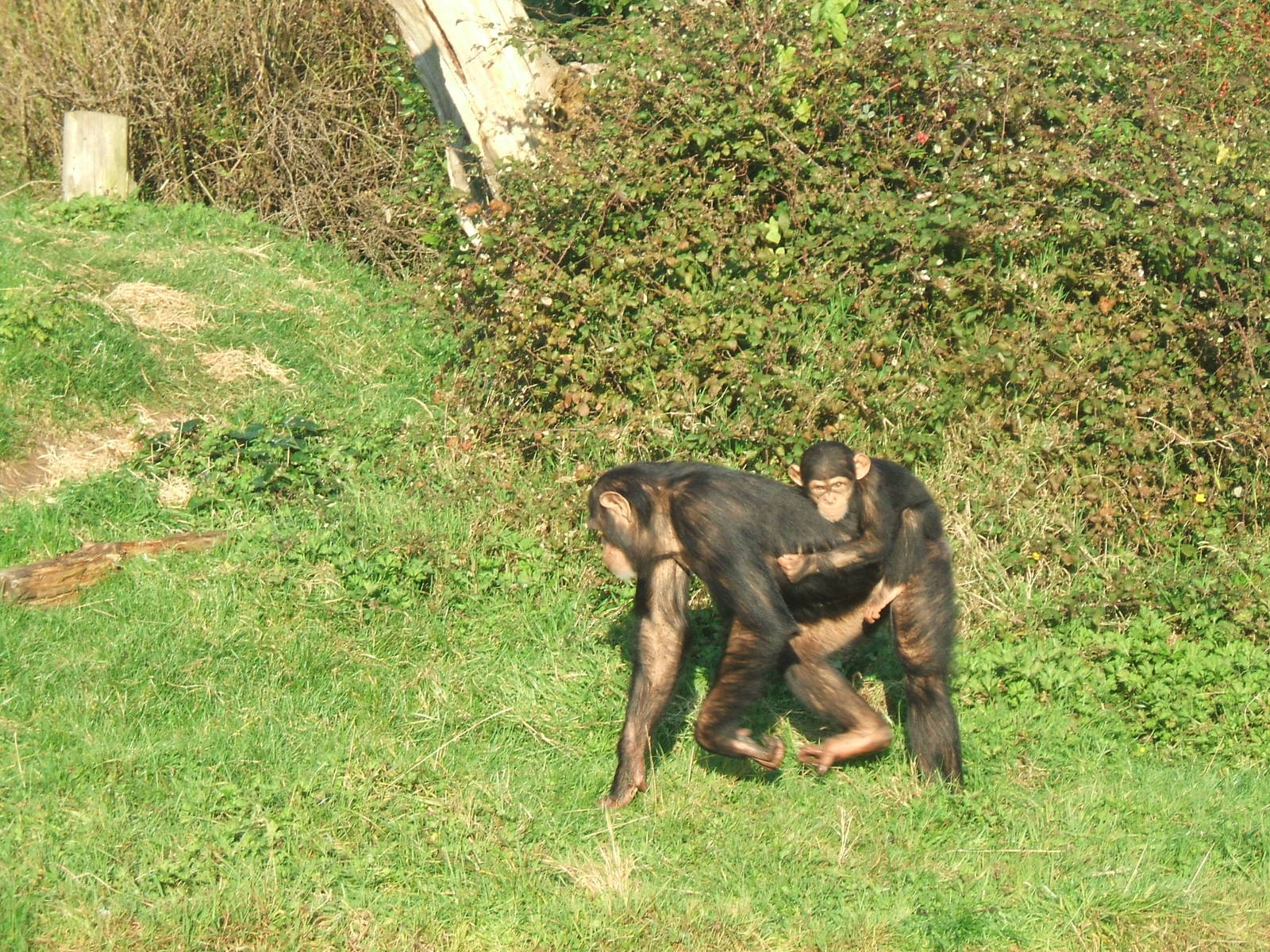 Chimpanzees at Chester Zoo, 2008