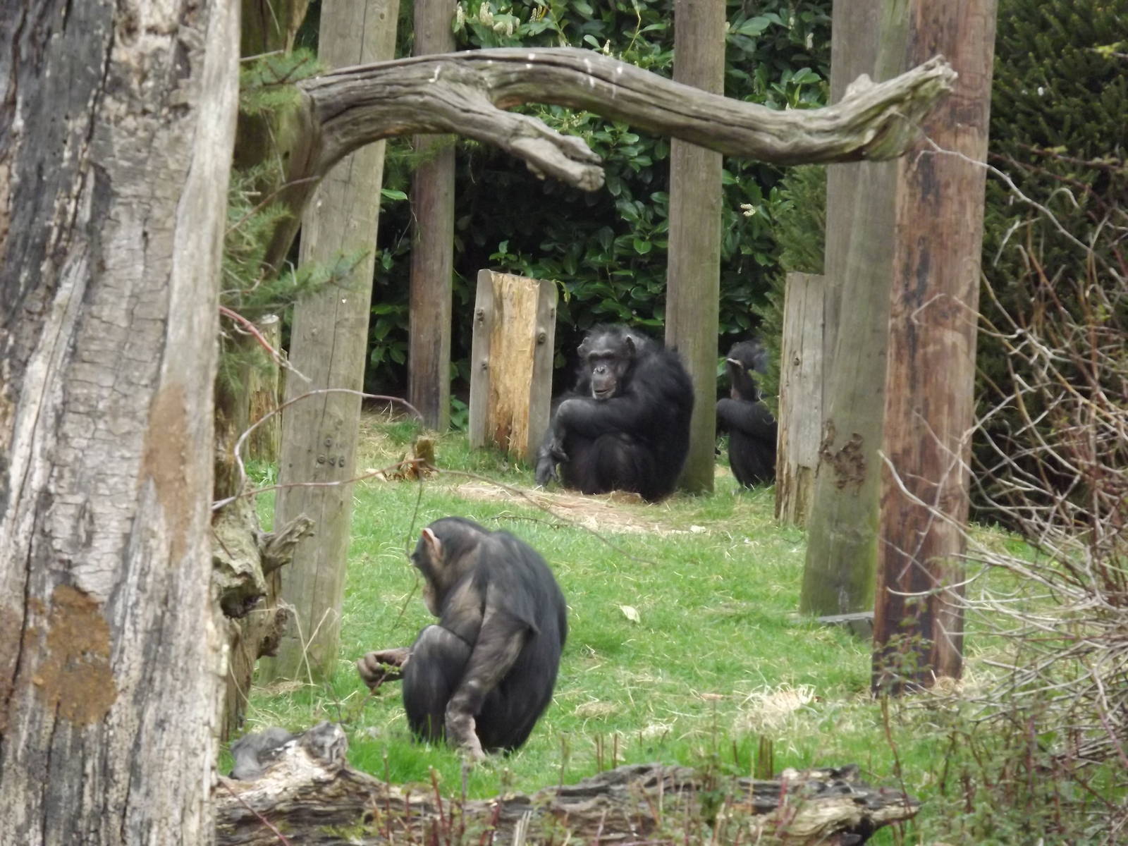 Chimpanzees at Chester Zoo 31/03/12