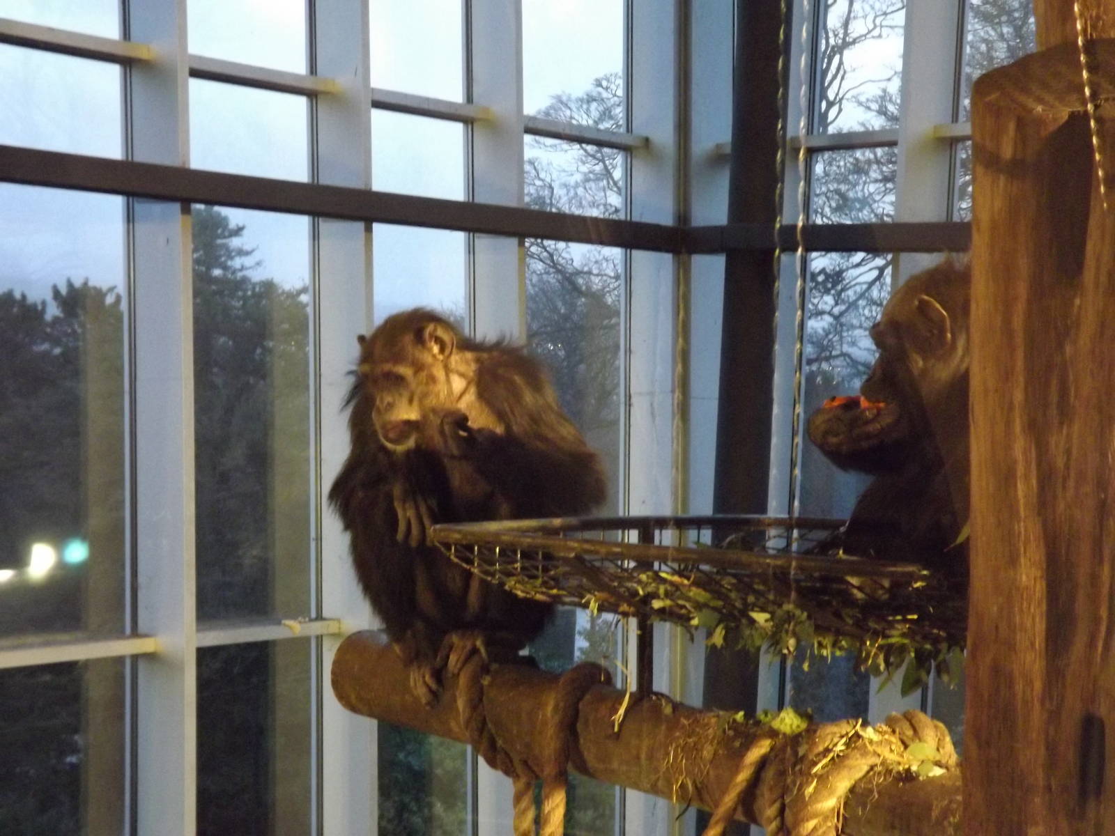 Chimpanzees at Edinburgh Zoo 28/12/11