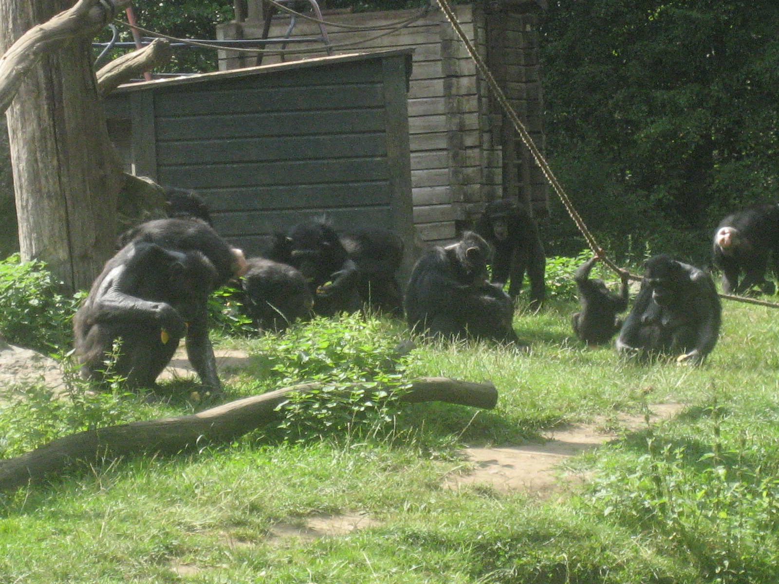 Chimpanzees at Kolmården Zoo!