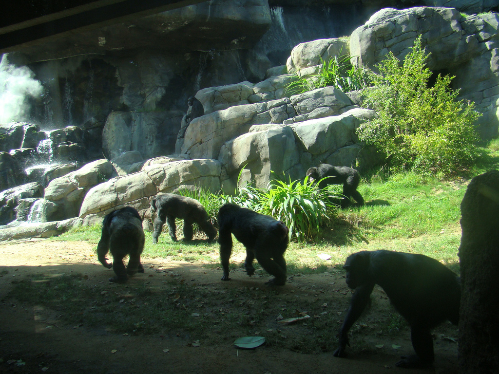 Chimpanzees at the Los Angeles Zoo