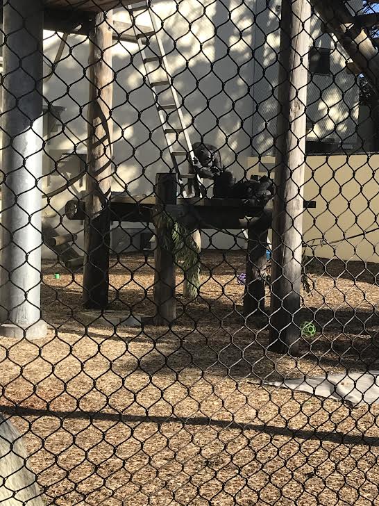 Chimpanzees at the San Francisco Zoo