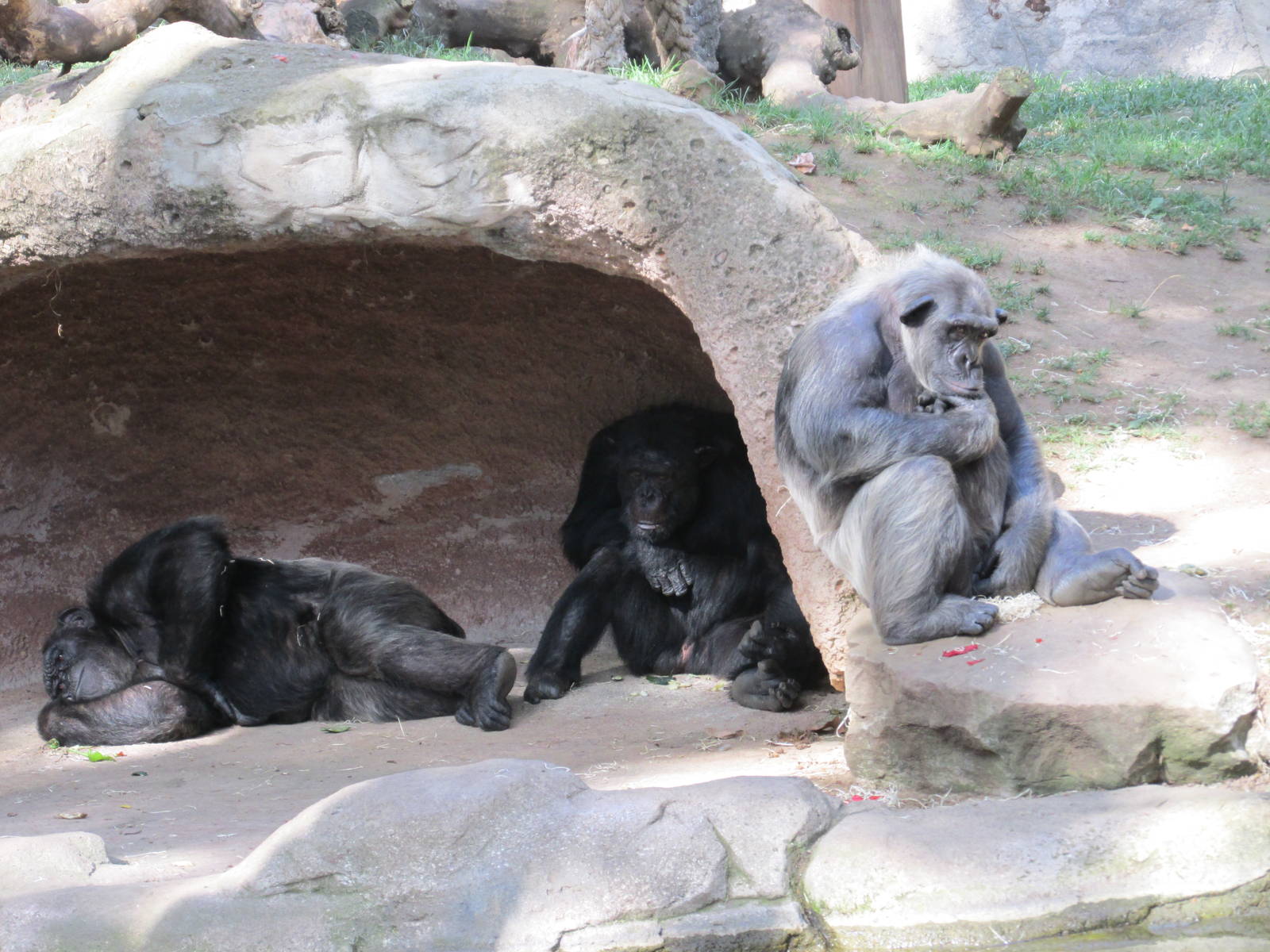 chimpanzees barcelona zoo
