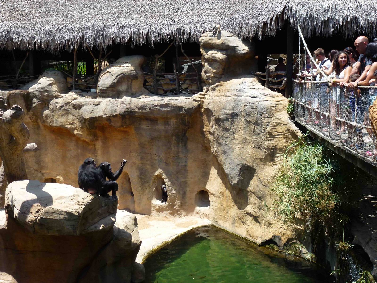 Chimpanzees begging, July 2013.