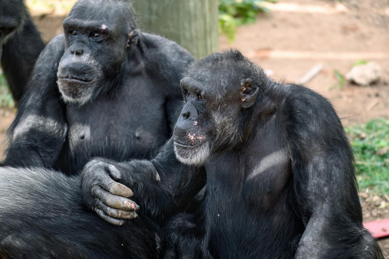 Chimpanzees 'Boyd' and 'Gombe'