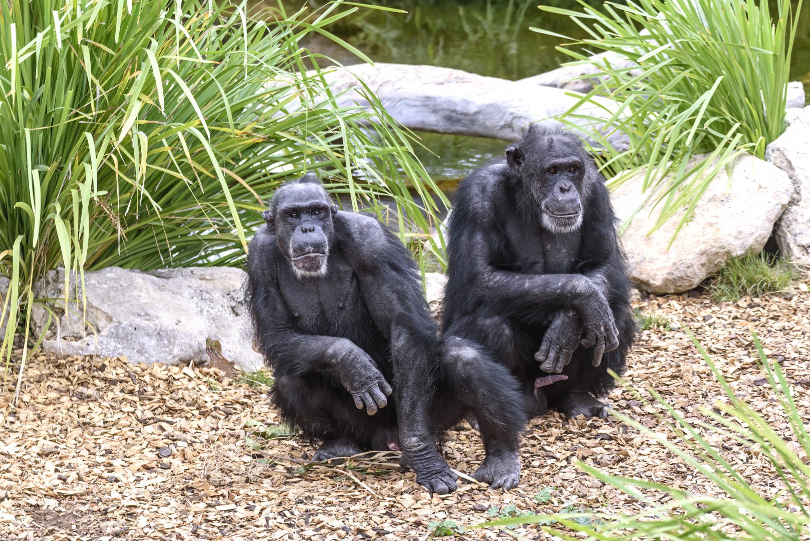 Chimpanzees 'Boyd' and 'Sandali'