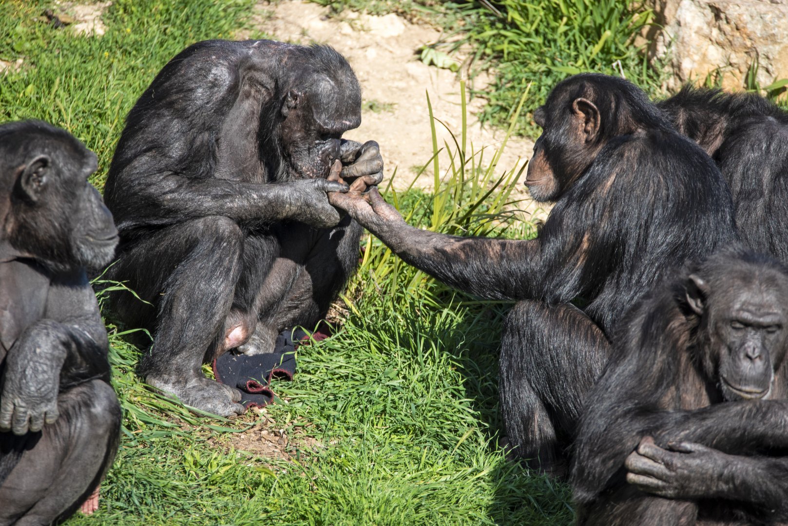 Chimpanzees 'Boyd' and 'Zuri'