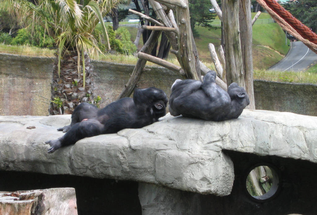 Chimpanzees - catching some "rays" at Wellington Zoo
