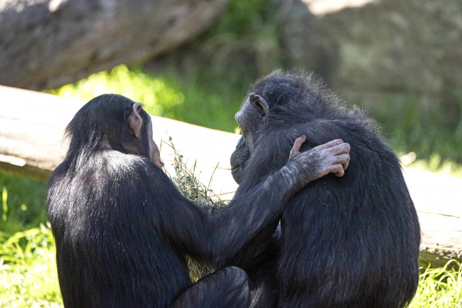 Chimpanzees 'Cebele' and 'Ceres'