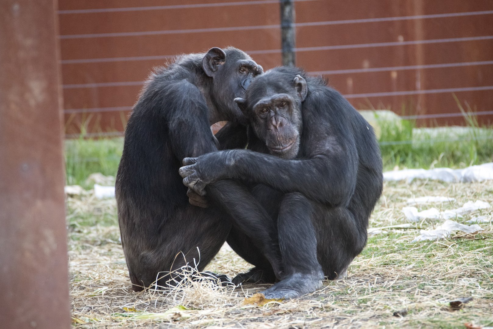 Chimpanzees 'Charli' and 'Jerry'