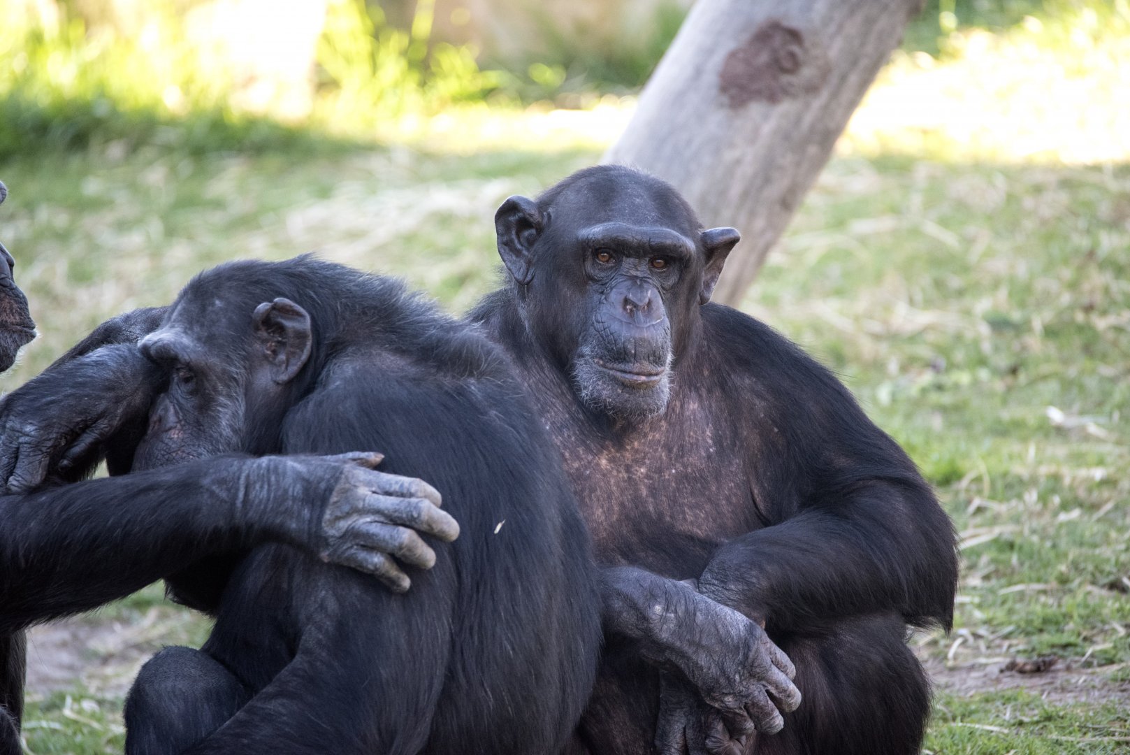 Chimpanzees 'Charli', 'Jerry' and 'Mary'