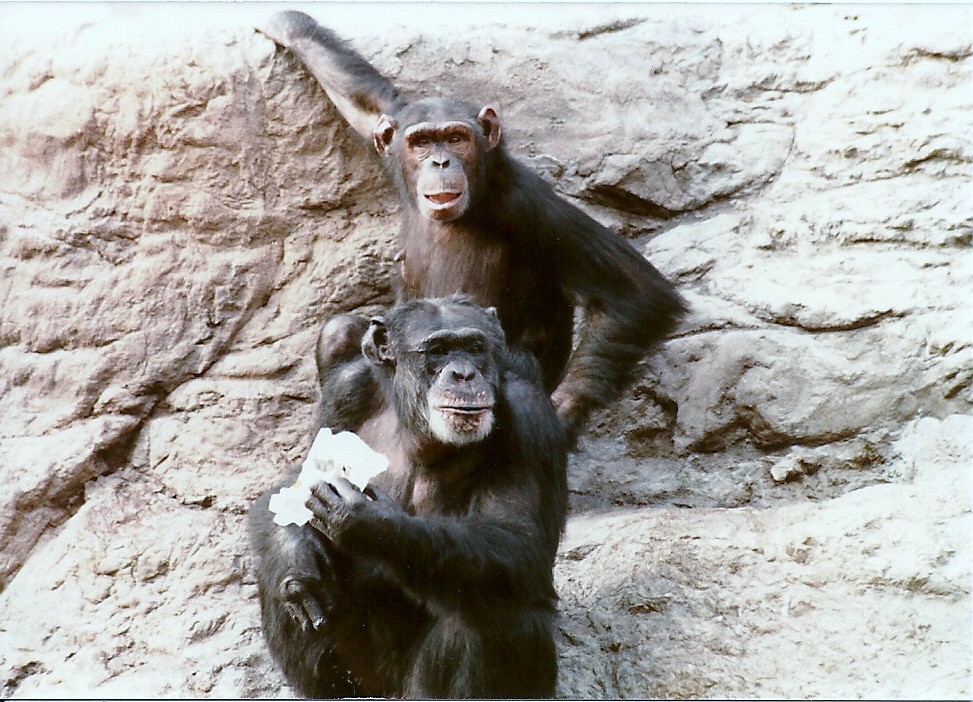 Chimpanzees - Circa 1980