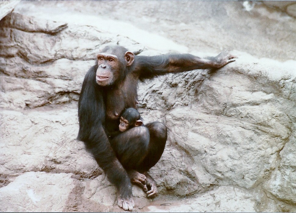 Chimpanzees - Circa 1980